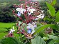 Blue Fountain Bush