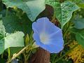 Blue Morning Glory
