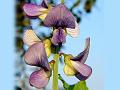Blue Rattlepod