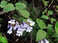 Blue Stone Flower