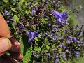 Blue Trumpet Bush