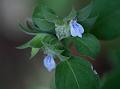 Blue-Throat Rungia