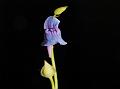 Bog Bladderwort