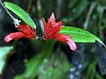 Bracted Blushwort