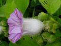 Bristled Woodrose