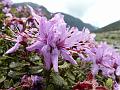Bristly Rhododendron
