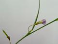 Bristly Tephrosia