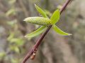Brittle Willow