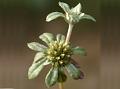 Broad Leaved Cudweed