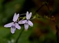 Broad-Leaf False Eranthemum