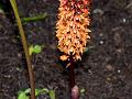 Broadleaf Golden-Tongue Orchid