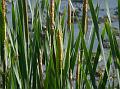 Broadleaf Reedmace