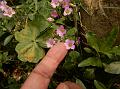 Broadleaf Wood Sorrel