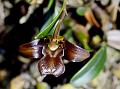 Brown Dendrobium