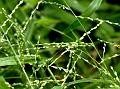 Browntop Millet