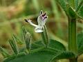 Bugloss Chiretta