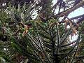 Bunya Pine
