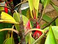 Burma Mangrove