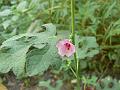 Burr Mallow