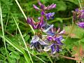 Bush Vetch