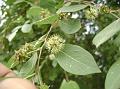 Buttontree