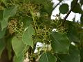 Camphor Tree