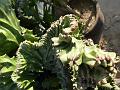 Candelabra Spurge