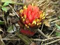 Canna-Fruit Cardamom