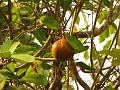 Cannonball Mangrove