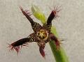 Caralluma