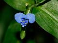 Carolina Dayflower