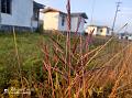 Caucasian Bluestem Grass
