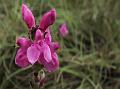 Ceylon Lousewort