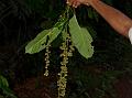 Ceylon Paracroton