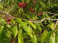 Cherry Ashok