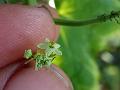 Cherry Bur Cucumber