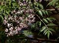 Chinaberry Tree