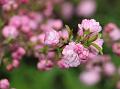 Chinese Bush Cherry