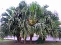 Chinese Fan Palm