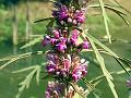 Chinese Motherwort