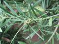 Chinese Podocarp