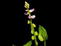 Chinese Salomonia