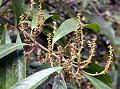 Chinese Sapphire Berry