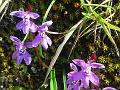 Chusua Orchis