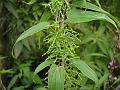 Cinnamon Vine