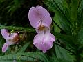 Clasping-Leaf Balsam