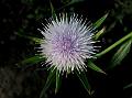 Clasping-Leaf Camel Thistle