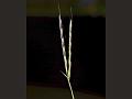 Clasping-Leaf Carpetgrass