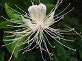 Cleghorn Caper