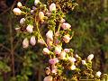 Climbing Dalbergia